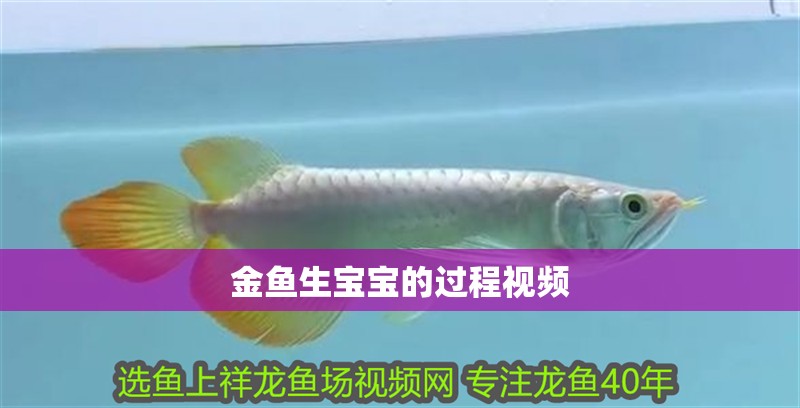 金魚生寶寶的過程視頻 金魚生寶寶的過程視頻 龍魚論壇