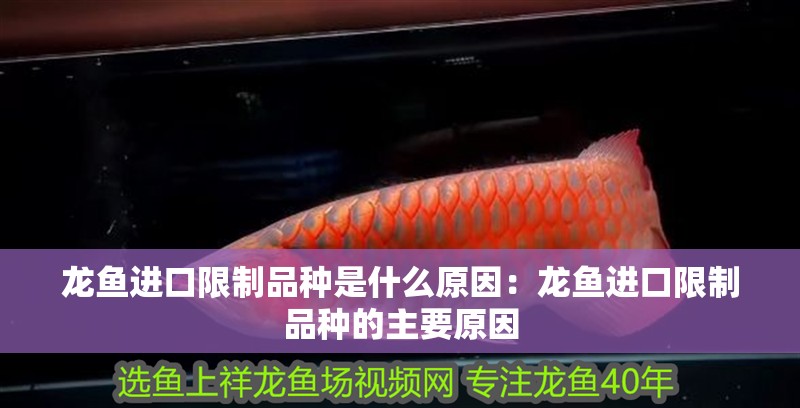 龍魚進口限制品種是什么原因：龍魚進口限制品種的主要原因