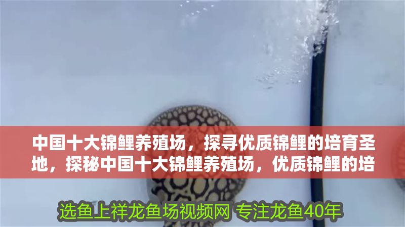 中國十大錦鯉養殖場，探尋優質錦鯉的培育圣地，探秘中國十大錦鯉養殖場，優質錦鯉的培育圣地