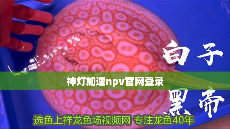 神燈加速npv官網登錄