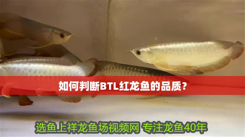 如何判斷BTL紅龍魚的品質？