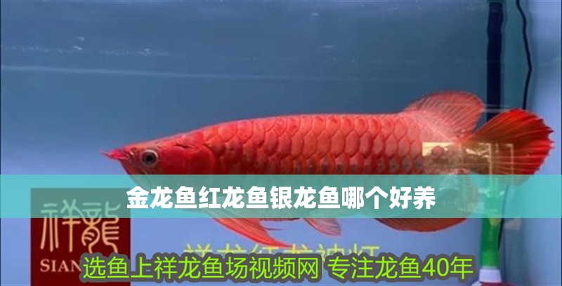 金龍魚紅龍魚銀龍魚哪個好養(yǎng)