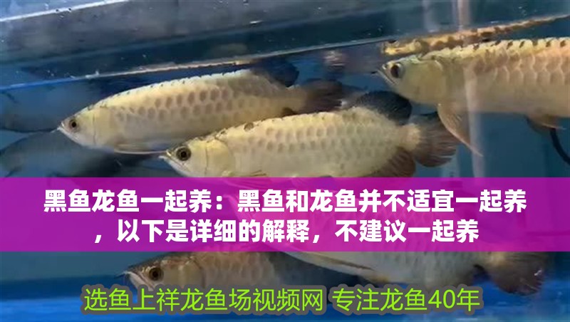 黑魚龍魚一起養(yǎng)：黑魚和龍魚并不適宜一起養(yǎng)，以下是詳細的解釋，不建議一起養(yǎng)