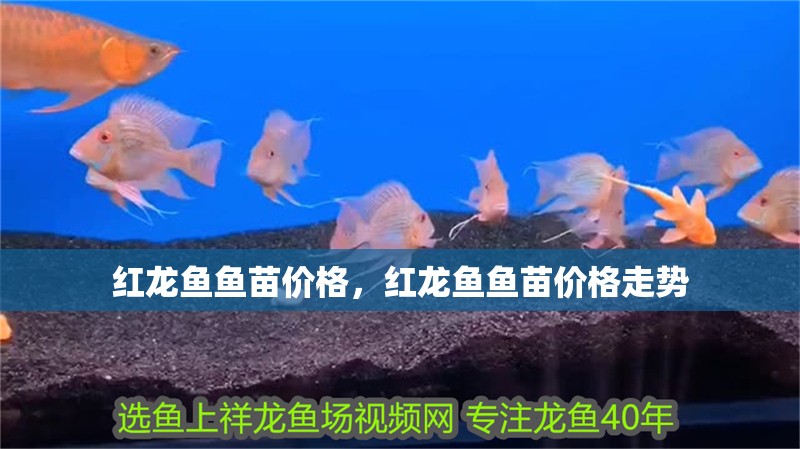 紅龍魚魚苗價格，紅龍魚魚苗價格走勢