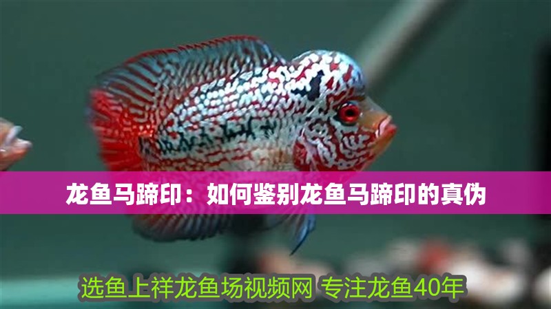 魚缸過濾器選購指南:自制魚缸過濾器魚缸上置過濾器對于養魚愛好者的必備知識 龍魚馬蹄印:如何鑒別龍魚馬蹄印的真偽 龍魚百科 龍魚馬蹄印:如何鑒別龍魚馬蹄印的真偽 龍魚馬蹄印:如何鑒別龍魚馬蹄印的真偽 龍魚百科