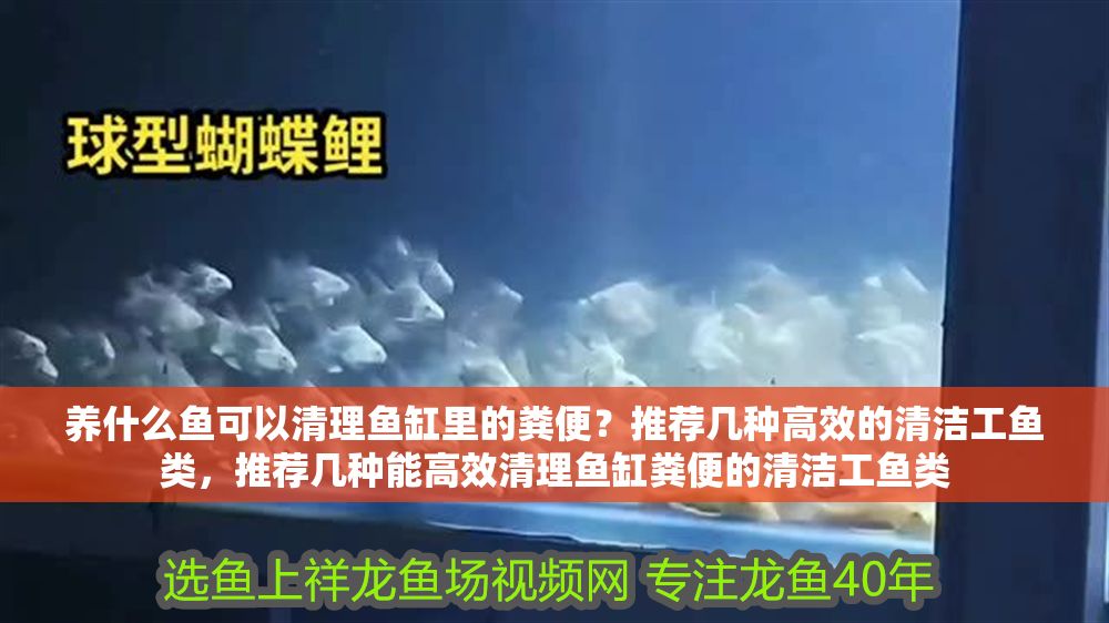 養(yǎng)什么魚(yú)可以清理魚(yú)缸里的糞便？推薦幾種高效的清潔工魚(yú)類(lèi)，推薦幾種能高效清理魚(yú)缸糞便的清潔工魚(yú)類(lèi)