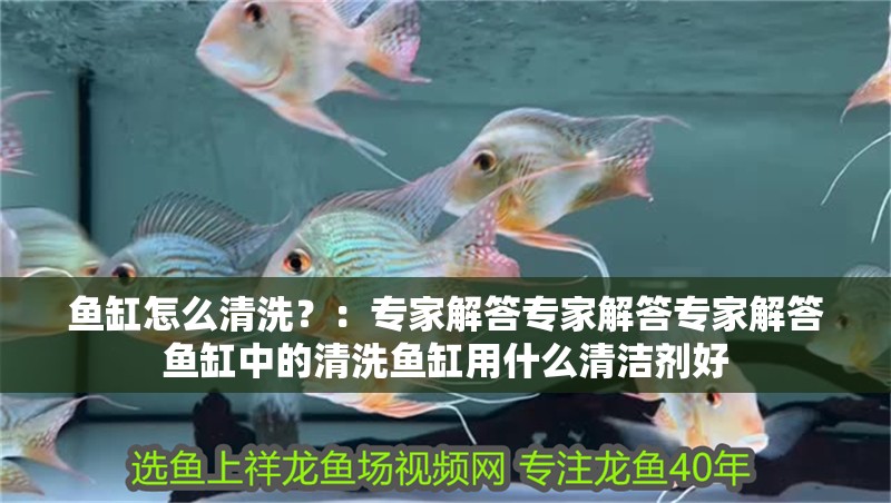 魚缸怎么清洗？：專家解答專家解答專家解答魚缸中的清洗魚缸用什么清潔劑好