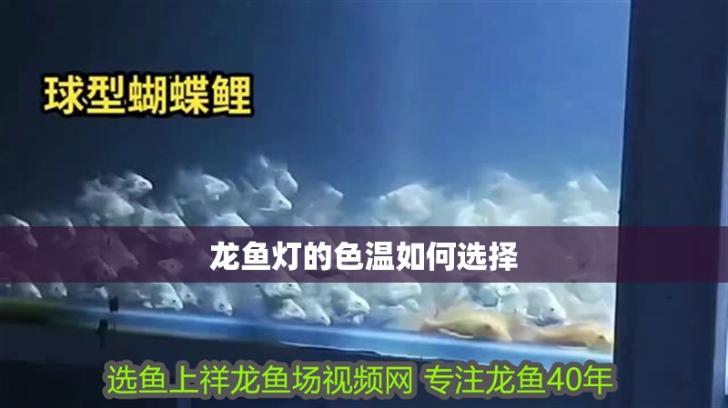龍魚燈的色溫如何選擇 龍魚燈的色溫如何選擇 龍魚論壇