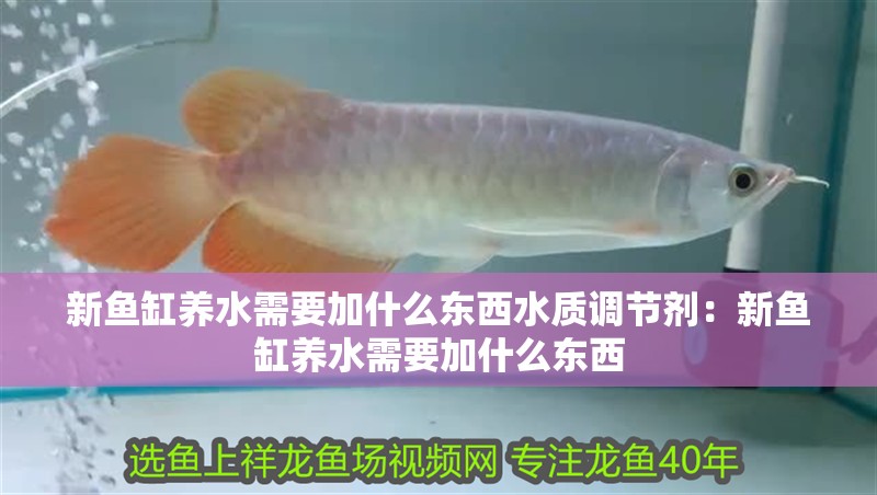 新魚缸養水需要加什么東西水質調節劑：新魚缸養水需要加什么東西