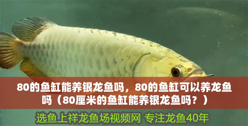 80的魚缸能養銀龍魚嗎，80的魚缸可以養龍魚嗎（80厘米的魚缸能養銀龍魚嗎？）