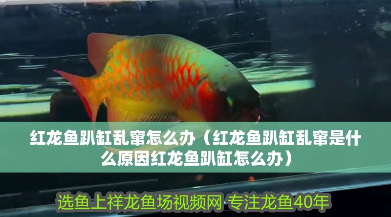 紅龍魚趴缸亂竄怎么辦（紅龍魚趴缸亂竄是什么原因紅龍魚趴缸怎么辦）