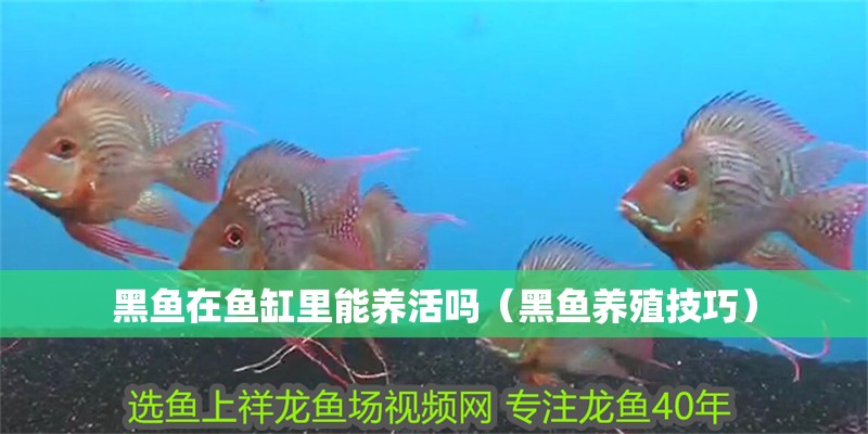 黑魚在魚缸里能養活嗎（黑魚養殖技巧）