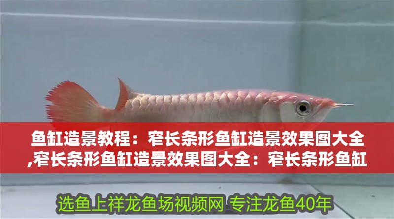 魚缸造景教程：窄長條形魚缸造景效果圖大全,窄長條形魚缸造景效果圖大全：窄長條形魚缸造景效果圖大全