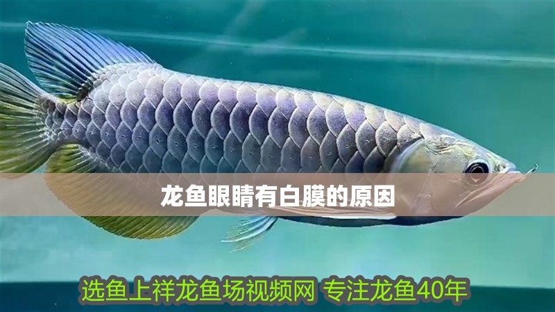龍魚眼睛有白膜的原因