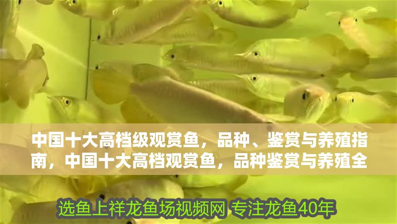 中國十大高檔級觀賞魚，品種、鑒賞與養殖指南，中國十大高檔觀賞魚，品種鑒賞與養殖全攻略