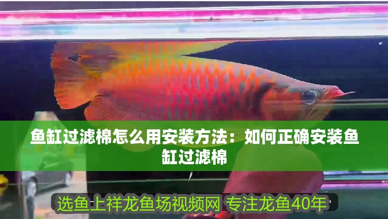 紅龍魚用黃燈烤有用嗎 魚缸過濾棉怎么用安裝方法:如何正確安裝魚缸過濾棉 魚缸百科 魚缸過濾棉怎么用安裝方法:如何正確安裝魚缸過濾棉 魚缸過濾棉怎么用安裝方法:如何正確安裝魚缸過濾棉 魚缸百科