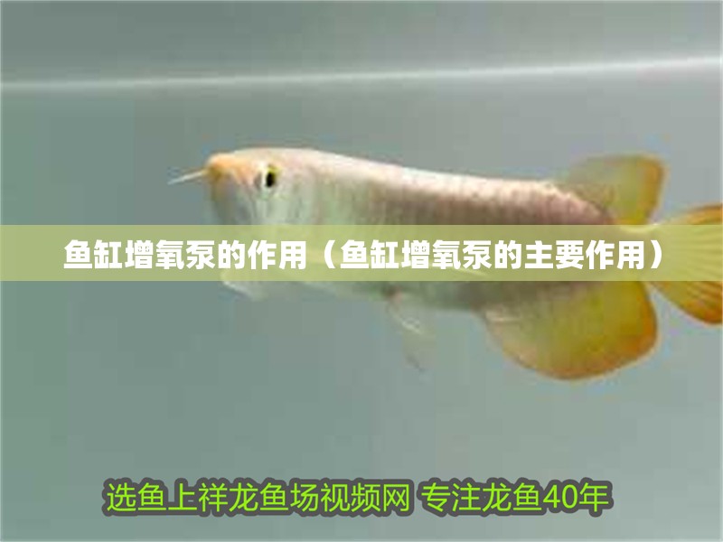 魚缸增氧泵的作用(魚缸增氧泵的主要作用)