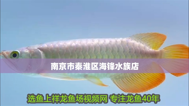 南京市秦淮區海鋒水族店