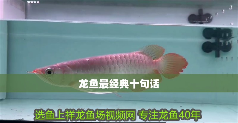 龍魚最經典十句話