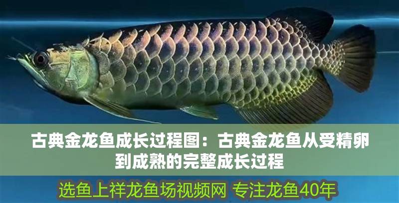 古典金龍魚成長過程圖：古典金龍魚從受精卵到成熟的完整成長過程