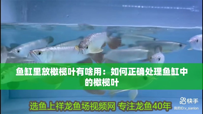 魚缸里放橄欖葉有啥用：如何正確處理魚缸中的橄欖葉