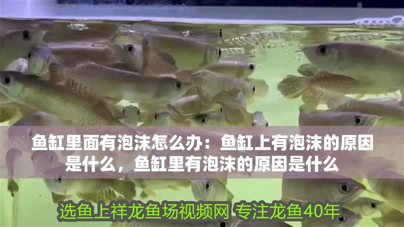 魚缸里面有泡沫怎么辦：魚缸上有泡沫的原因是什么，魚缸里有泡沫的原因是什么