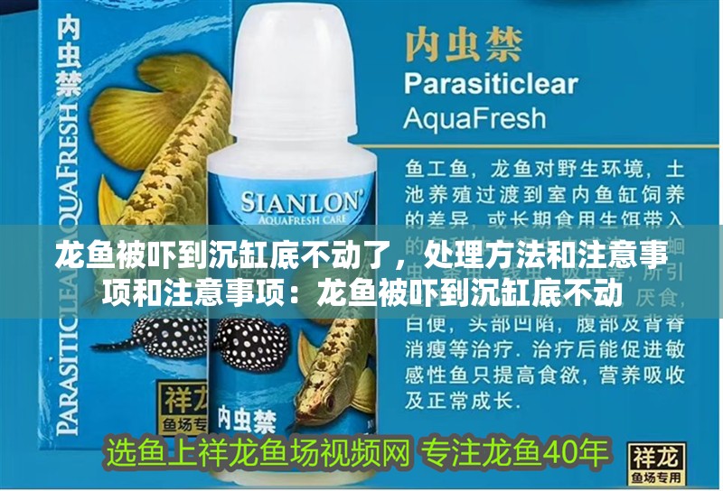 龍魚被嚇到沉缸底不動了，處理方法和注意事項和注意事項：龍魚被嚇到沉缸底不動