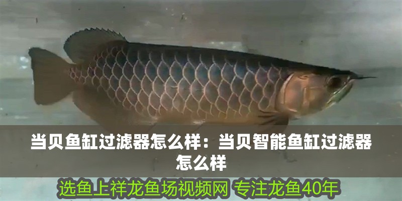 當(dāng)貝魚缸過濾器怎么樣：當(dāng)貝智能魚缸過濾器怎么樣