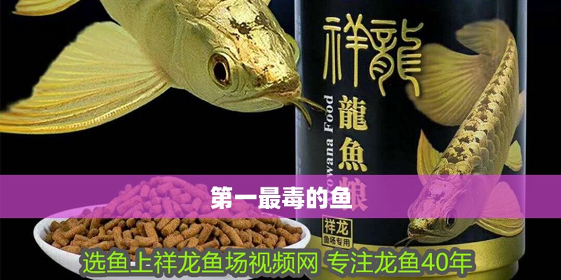 第一最毒的魚 第一最毒的魚 龍魚論壇