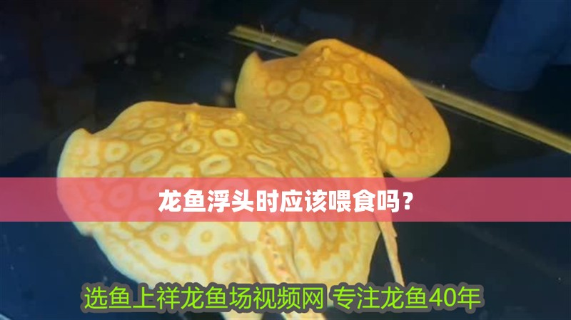 龍魚浮頭時(shí)應(yīng)該喂食嗎？