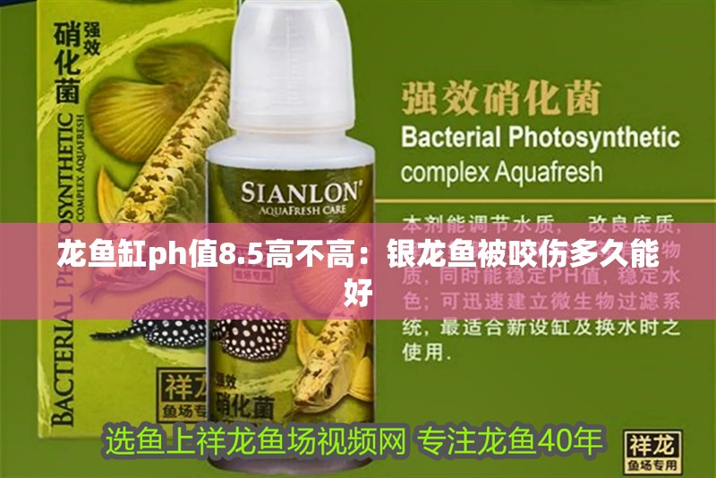 龍魚缸ph值8.5高不高：銀龍魚被咬傷多久能好