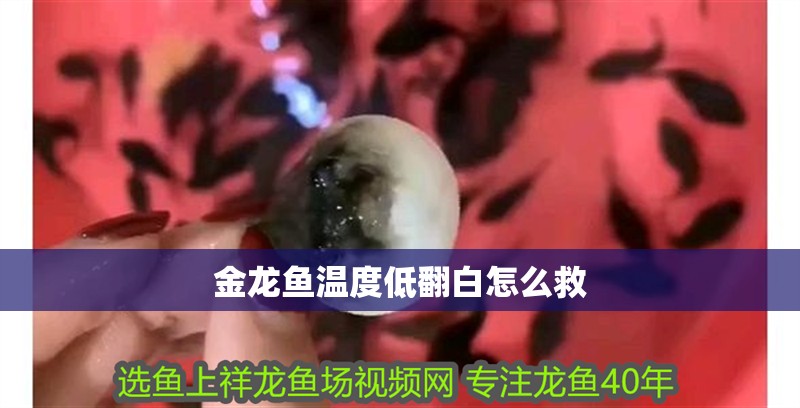 金龍魚溫度低翻白怎么救