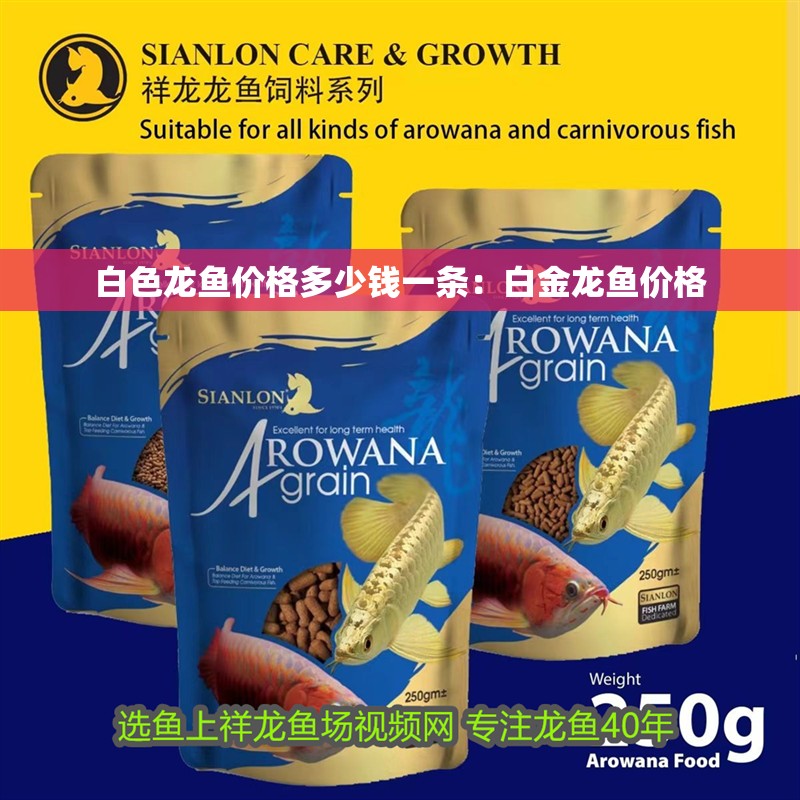 白色龍魚價格多少錢一條：白金龍魚價格