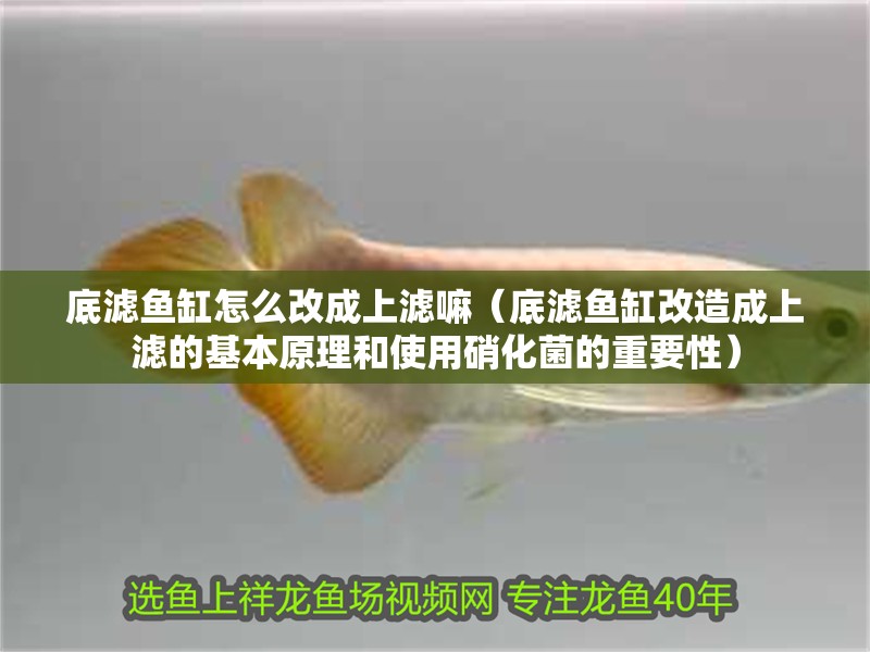 底濾魚缸怎么改成上濾嘛（底濾魚缸改造成上濾的基本原理和使用硝化菌的重要性）