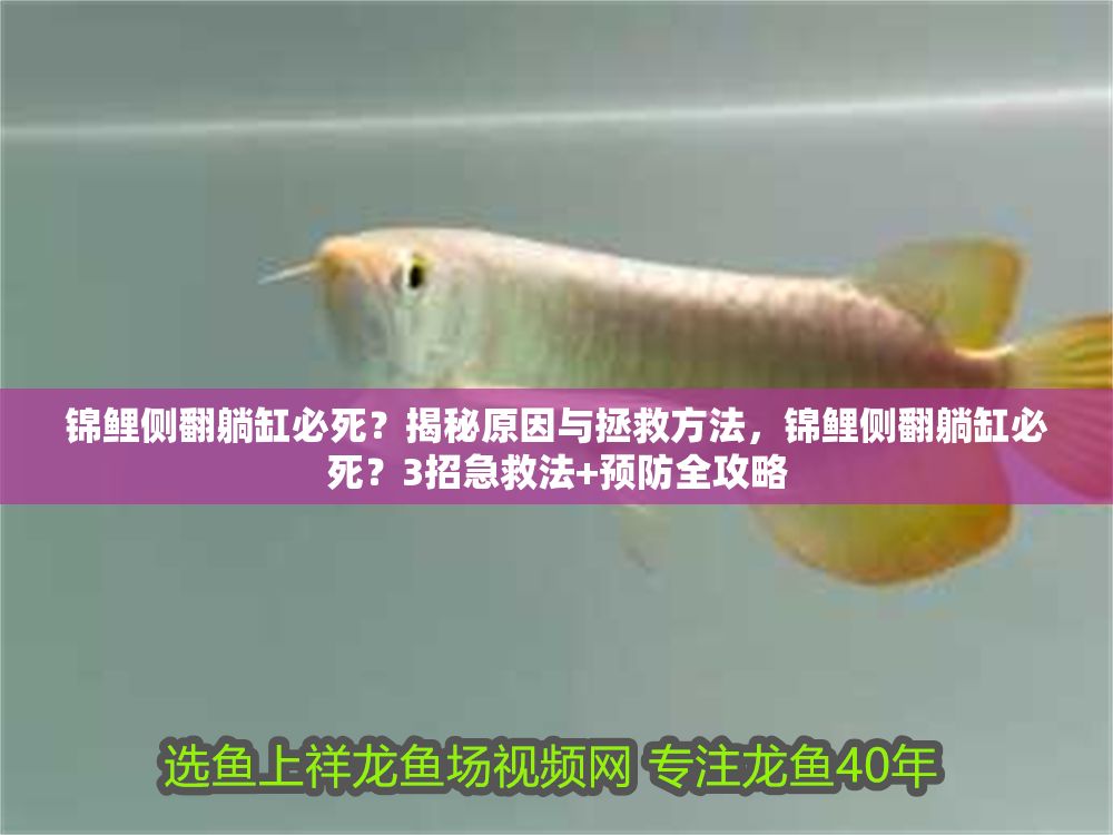 錦鯉側翻躺缸必死？揭秘原因與拯救方法，錦鯉側翻躺缸必死？3招急救法+預防全攻略