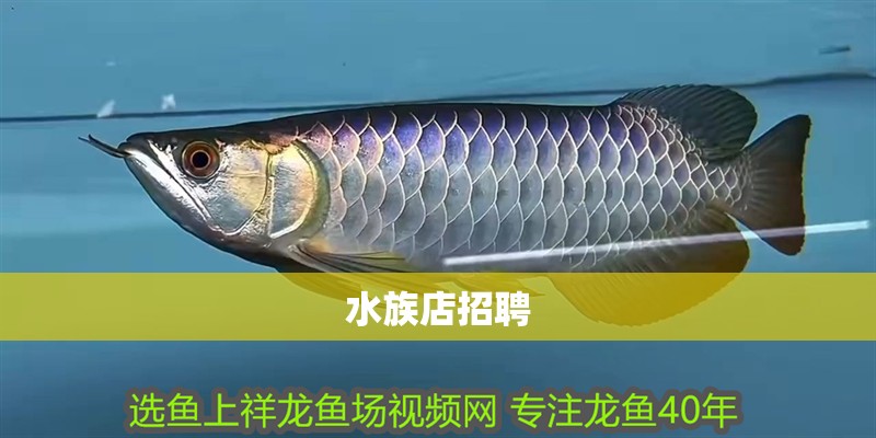 水族店招聘 水族店招聘 龍魚論壇