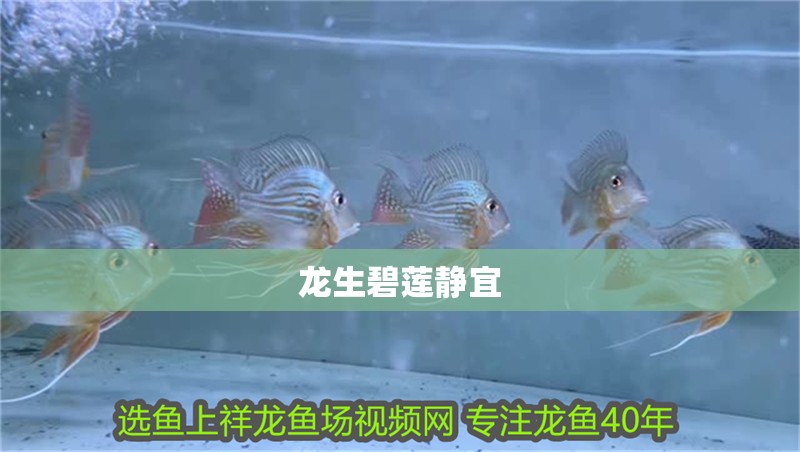 龍生碧蓮靜宜