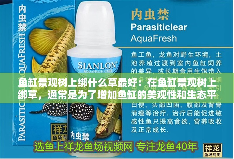 魚缸過濾器選購指南:自制魚缸過濾器魚缸上置過濾器對于養魚愛好者的必備知識 魚缸景觀樹上綁什么草最好:在魚缸景觀樹上綁草,通常是為了增加魚缸的美觀性和生態平衡 魚缸百科 魚缸景觀樹上綁什么草最好:在魚缸景觀樹上綁草,通常是為了增加魚缸的美觀性和生態平衡 魚缸景觀樹上綁什么草最好:在魚缸景觀樹上綁草,通常是為了增加魚缸的美觀性和生態平衡 魚缸百科