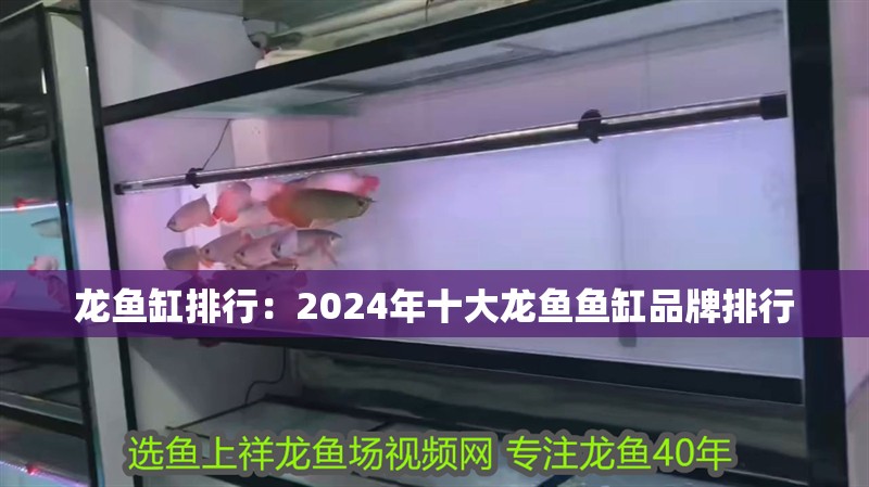 龍魚缸排行：2024年十大龍魚魚缸品牌排行 龍魚缸排行：2024年十大龍魚魚缸品牌排行 魚缸百科