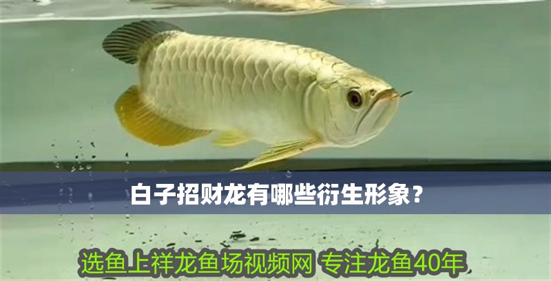 白子招財龍有哪些衍生形象？
