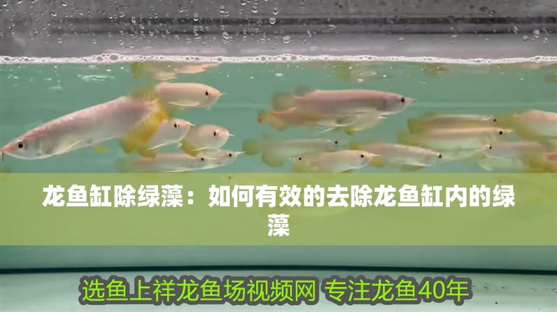龍魚(yú)缸除綠藻：如何有效的去除龍魚(yú)缸內(nèi)的綠藻