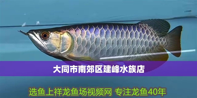 大同市南郊區建峰水族店 大同市南郊區建峰水族店 全國水族館企業名錄