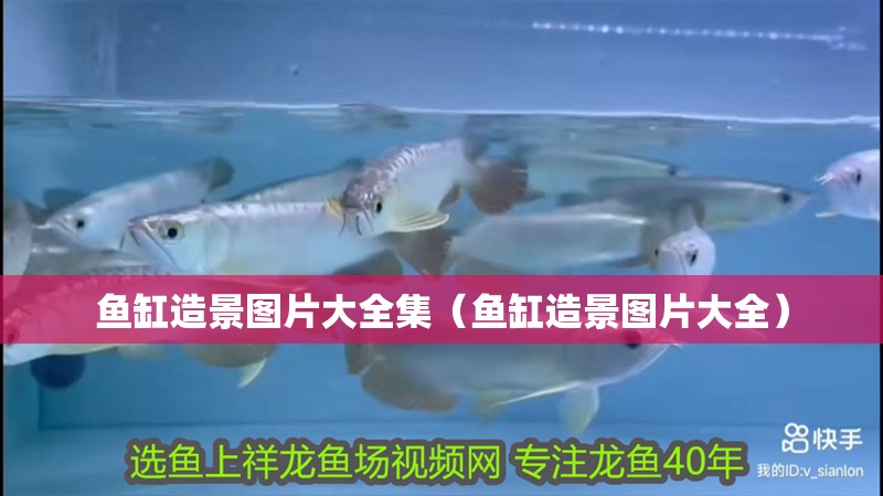 魚缸造景圖片大全集（魚缸造景圖片大全）