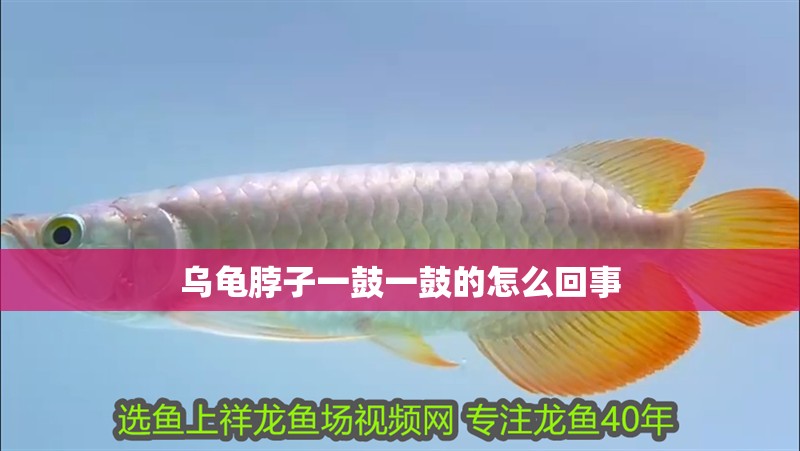 烏龜脖子一鼓一鼓的怎么回事