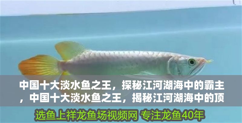 中國十大淡水魚之王，探秘江河湖海中的霸主，中國十大淡水魚之王，揭秘江河湖海中的頂級霸主 中國十大淡水魚之王，探秘江河湖海中的霸主，中國十大淡水魚之王，揭秘江河湖海中的頂級霸主 龍魚百科 第1張