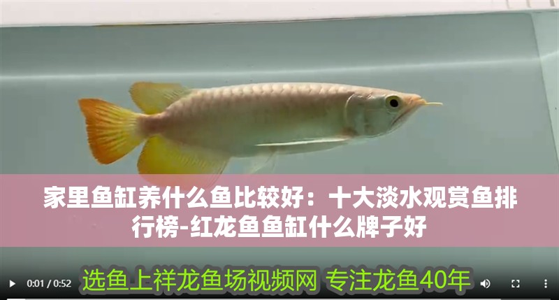 家里魚缸養(yǎng)什么魚比較好：十大淡水觀賞魚排行榜-紅龍魚魚缸什么牌子好