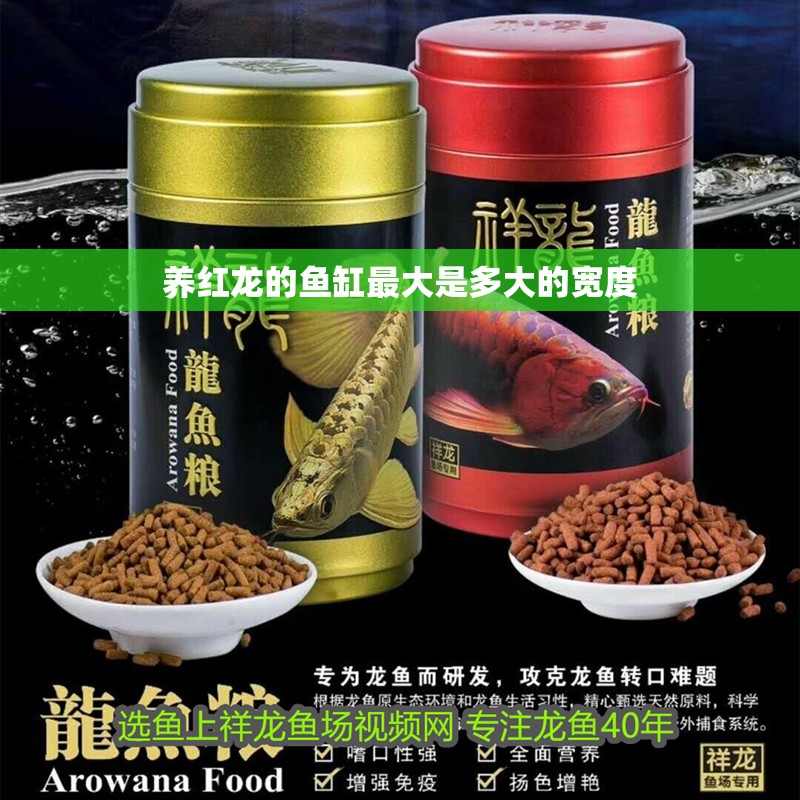 養紅龍的魚缸最大是多大的寬度 養紅龍的魚缸最大是多大的寬度 龍魚論壇