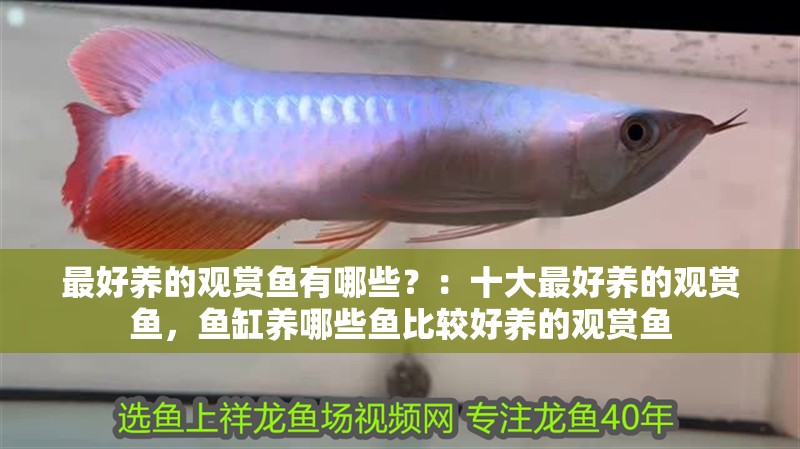 最好養的觀賞魚有哪些？：十大最好養的觀賞魚，魚缸養哪些魚比較好養的觀賞魚 最好養的觀賞魚有哪些？：十大最好養的觀賞魚，魚缸養哪些魚比較好養的觀賞魚 魚缸百科