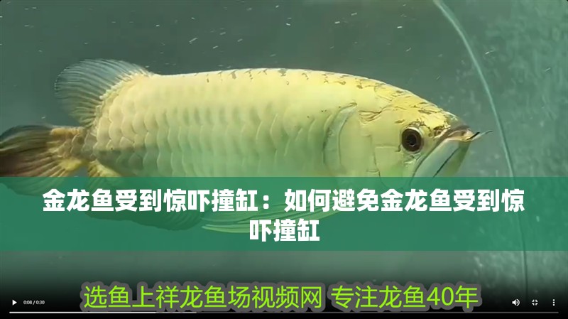 金龍魚受到驚嚇撞缸：如何避免金龍魚受到驚嚇撞缸