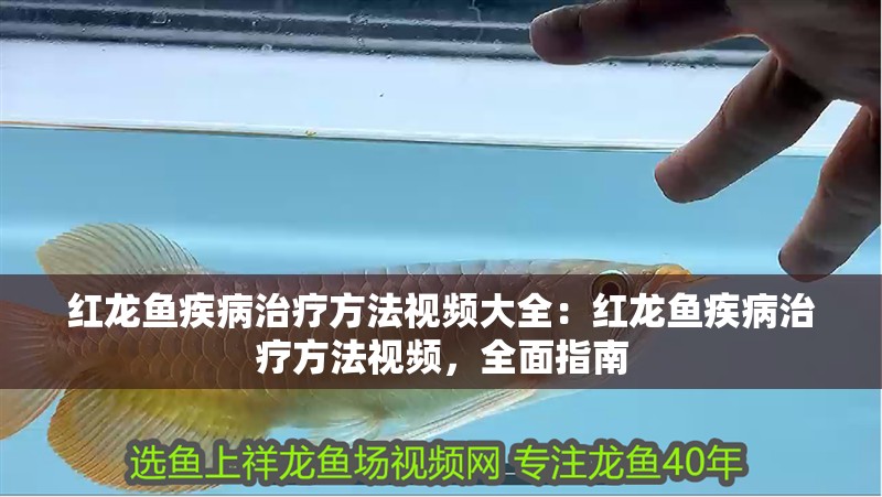 紅龍魚疾病治療方法視頻大全：紅龍魚疾病治療方法視頻，全面指南